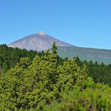 Transición Ecológica fomenta la participación ciudadana sobre la norma de gestión forestal sostenible de Canarias