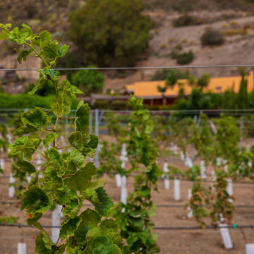 La DO Gran Canaria aumenta 13.313 m² de viña cultivada en 2021