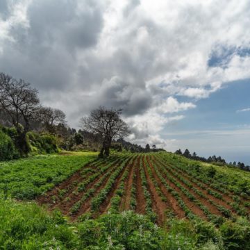 Tenerife incrementa su superficie cultivada en más de 1.100 hectáreas y supera las 18.700